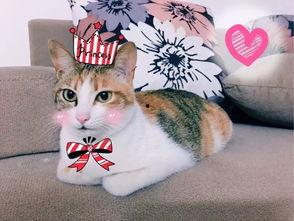 娱乐吃瓜君二豆猫,揭秘娱乐圈那些不为人知的幕后故事