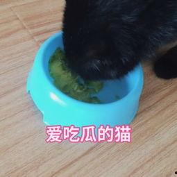 娱乐吃瓜猫咪视频大全下载,萌宠欢乐时光集锦